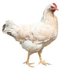 chicken