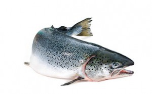 fish